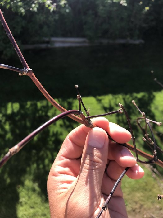 Närbild på en hand som håller en gren av blodlönn med vissnade knoppar och synliga skador.