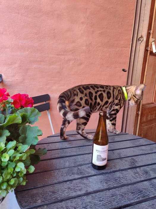 Katt med leopardmönster på ett trädgårdsbord bredvid en flaska och blommor.