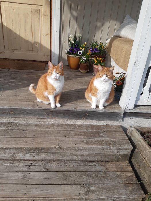 Två rödvita katter på en trätrall framför blomkrukor och en vit dörr.