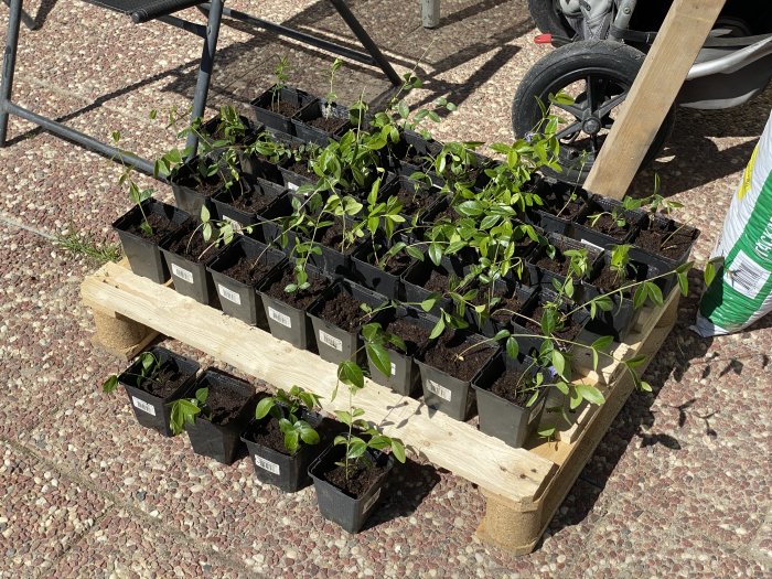 Sticklingar av vintergröna plantor i svarta krukor, ordnade på en träpall, utomhus.