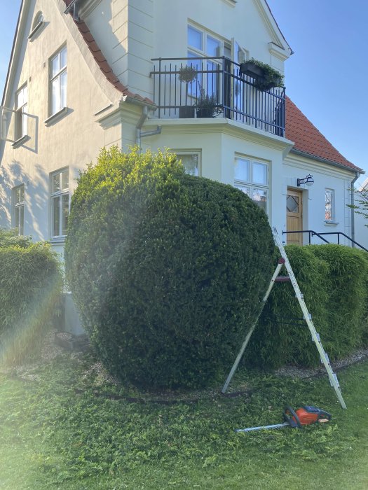 En stor halvrund buske framför ett hus med en stege och häcksax på marken.