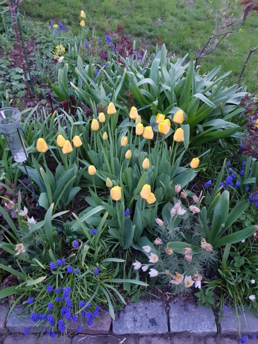 Blommande tulpaner och kungsängsliljor i en trädgård med regnmätare till vänster.