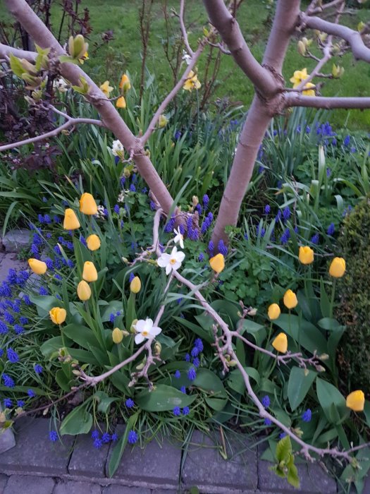 Blommande trädgård med gula tulpaner och blå druvhyacinter, inga sladdar synliga.