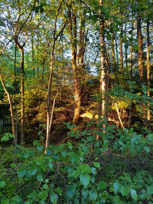 Solbelyst skog nära Halden med gröna löv och träd i kvällsljuset.