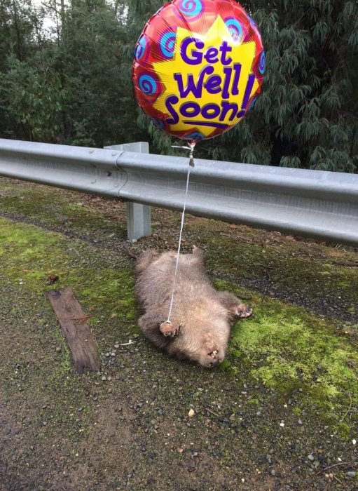 En uppblåst ballong med texten "Get Well Soon" bunden till en vilsamt liggande wombat vid en vägkant.