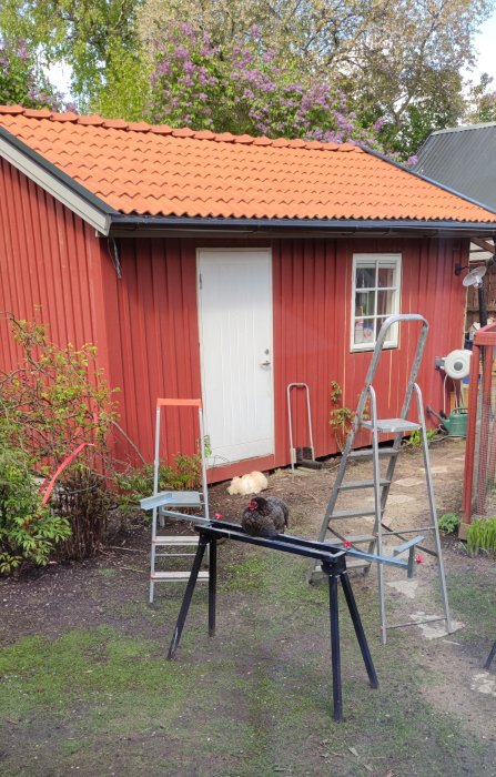 Rödmålat uthus med ny röd plåttak och vita vindskivor, stege i förgrunden, väntar på nya rännor.
