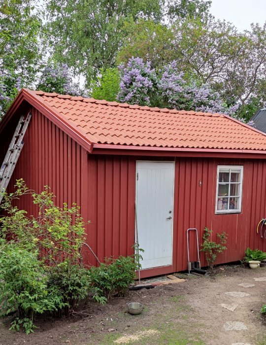Rött renoverat uthus med ny röd plåttak, vit dörr och fönster, omgiven av grönska och blommande syrenbuskar.