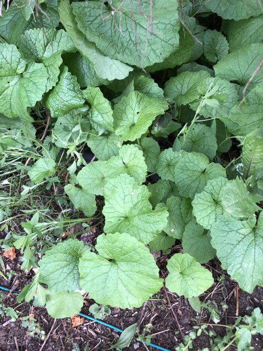 Ogräs med stora gröna blad i en trädgård, potentiellt aggressiv sort nära andra växter.