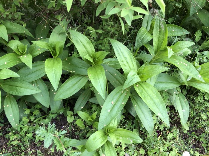Ogräs med stora gröna blad i en trädgårdshäck, behov av identifiering.