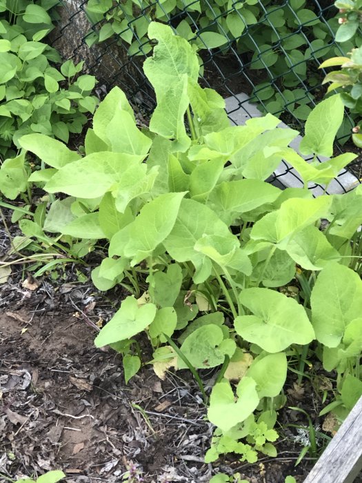 Ogräs med stora gröna blad vid en häck och nätstängsel, risk för skada på växtlighet.