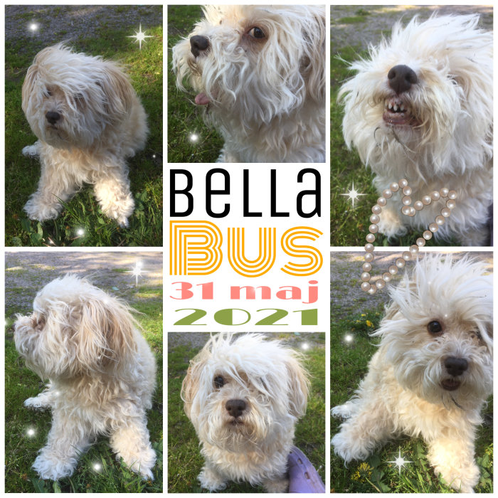 Collage med olika bilder på en vit hund, texten "BELLA BUS 31 maj 2021" och pärldekor.