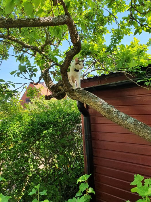 Vit katt med GPS-halsband sitter på en trädgren nära ett rött skjul omgivet av grönska.