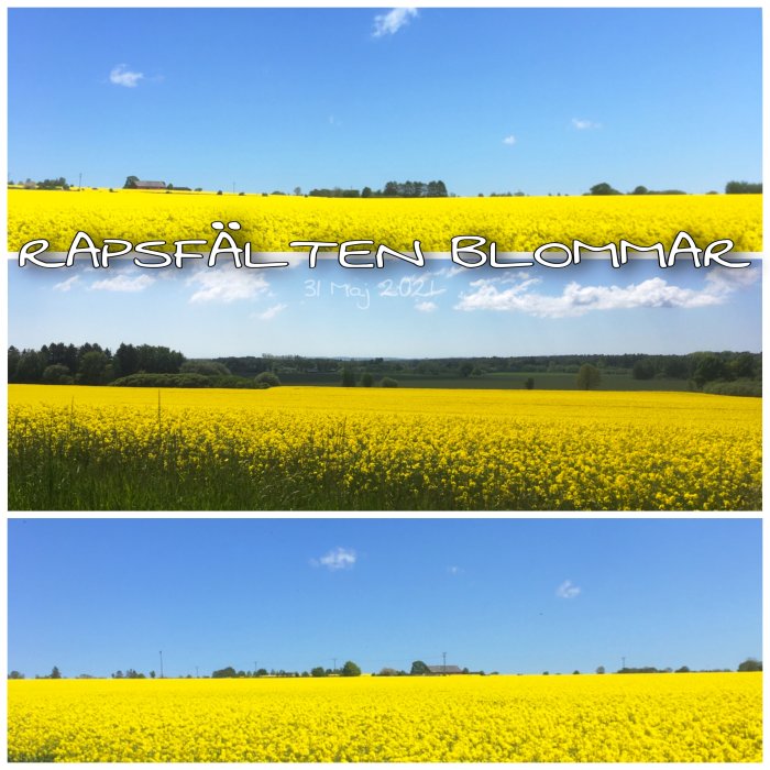 Blommande gula rapsfält under en klarblå himmel, fotograferat från en bil.