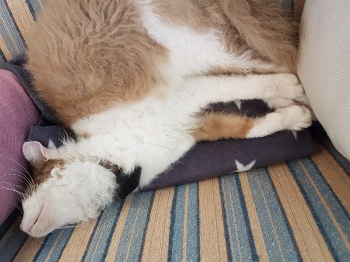 Sovande katt kurad på en kudde vid soffkanten.