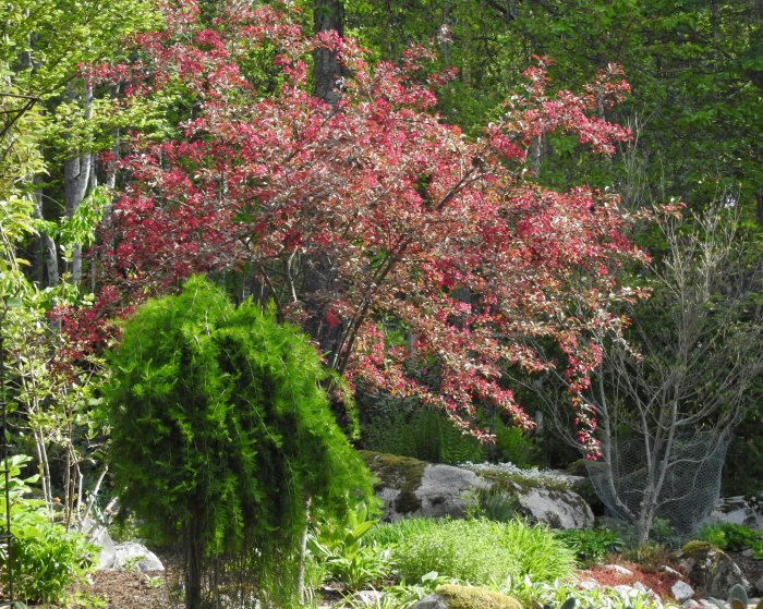 Malus toringo 'Freja' rönnbärsapel i blom med rosaröda blommor i en trädgårdsmiljö.