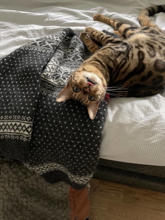 Bengalkatt ligger upp och ner på säng bredvid stickad grå tröja, ser lekfull ut med tungan ute.