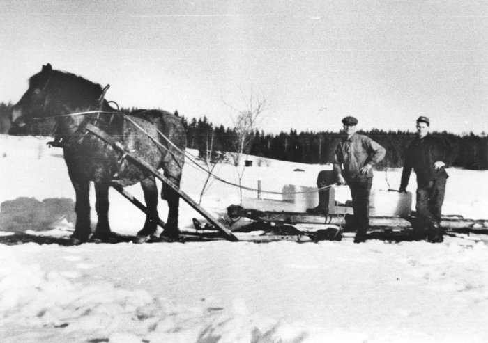 Svartvit bild av historisk isupptagning med häst och arbetare på snötäckt sjö.