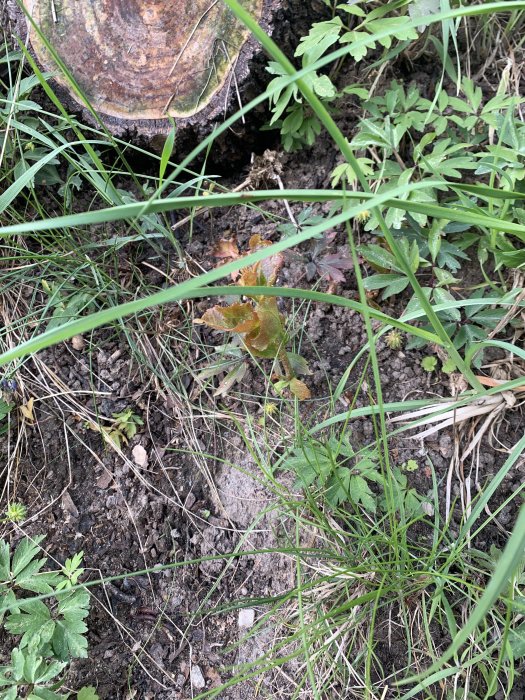 Unga växter bland gräs och vegetation nära en trästubbe, möjligen parkslide i omgivning.