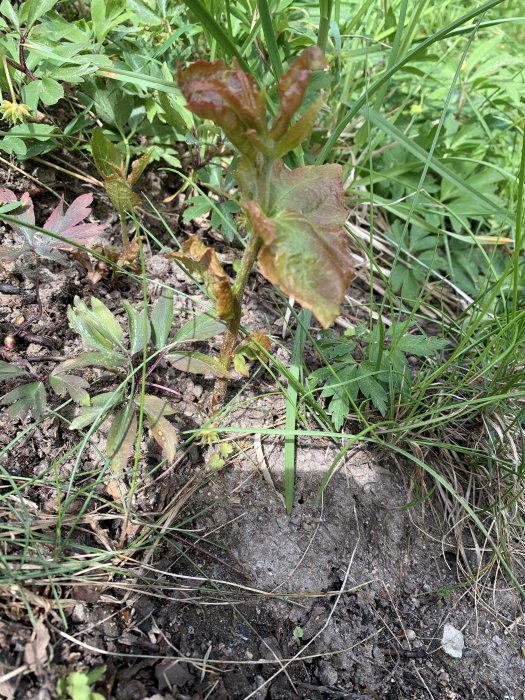 Ung planta av misstänkt parkslide omgiven av gräs och annan grönska i jord.