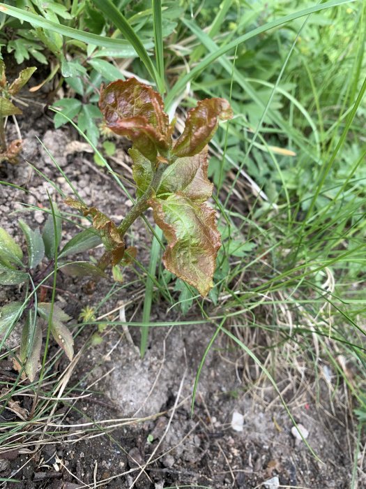 Unge planta med rödbruna blad som liknar parkslide, växer bland gräs och jord.