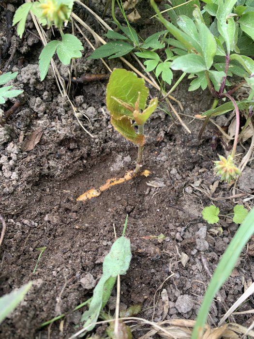 Ny planta med synlig gul rot i jord, omgiven av gröna växter och löv.