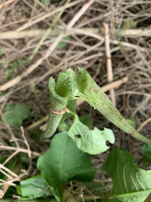 En avbruten växt som liknar parkslide, med rödfläckiga stjälkar och gröna blad, växer i en grushög.