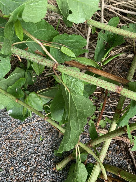 Grön växt med stora blad och rödfläckiga stjälkar som växer från en grusyta, misstänkt parkslide.