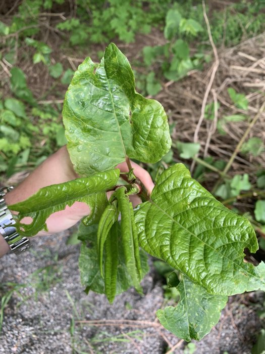 Hand håller växt med långa gröna blad, troligtvis parkslide, framför en grusig mark med vegetation.