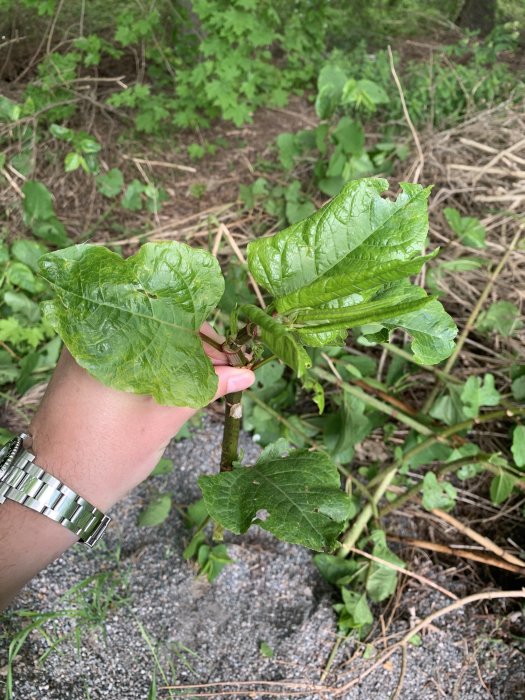 Hand håller upp en gren med gröna blad som liknar parkslide, med grus och växter i bakgrunden.