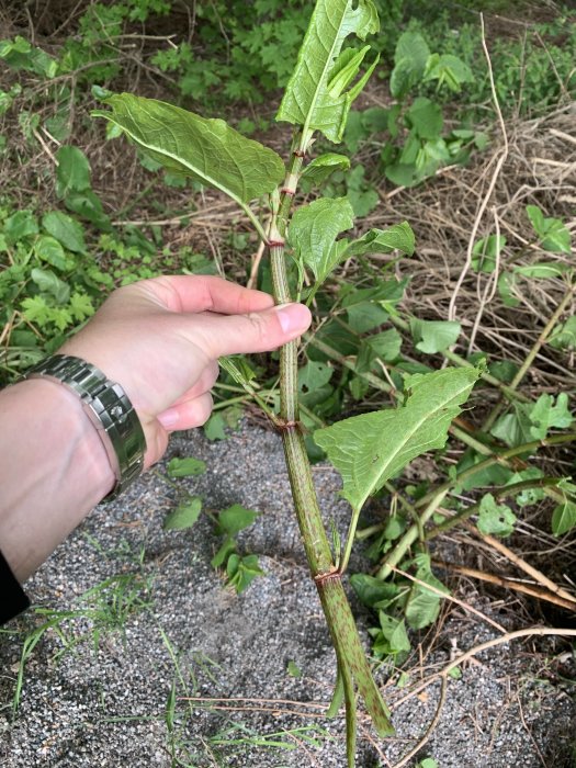 Hand som håller i en växt som liknar parkslide, med stora gröna blad och rödlila fläckar på stammen.