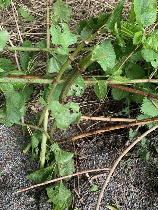 Växt med stora gröna blad och rödgröna stjälkar som växer på en grushög.