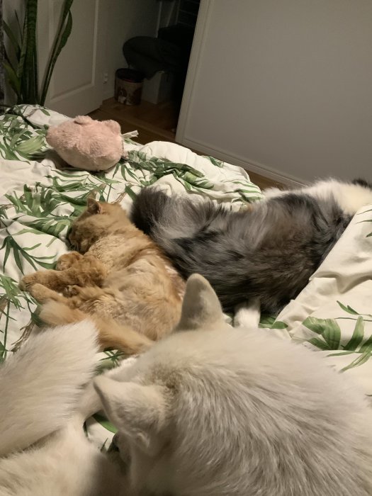 Två hundar och en katt sover tätt ihop på ett bladmönstrat täcke.