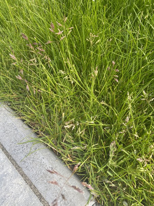 Lawn with different grass type and seed heads, indicating potential weed grass among regular turf.