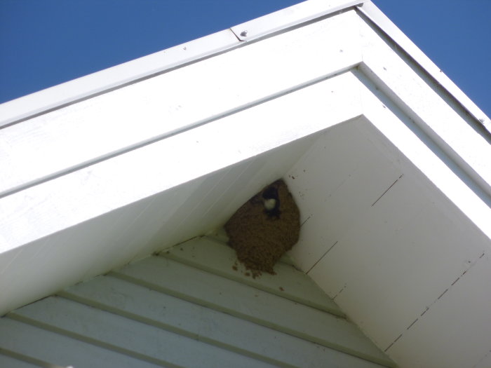 Hussvala i bo under vindbrädan på ett nyligen isolerat hus.