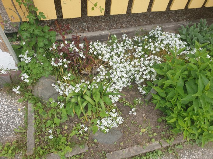Trädgårdsland med blommande Morgonstjärna, aklejor och gröna lupiner vid ett staket.