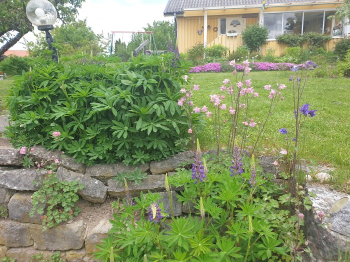 Trädgård med blommande aklejor och unga lupiner framför en stenmur, med gröna buskar och ett gult hus i bakgrunden.