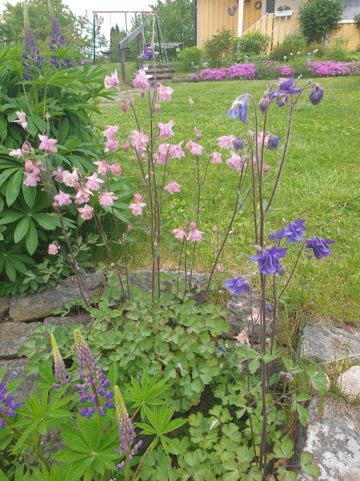 Blommande akleja och lupiner i förgrunden med en gräsmatta och gunga i bakgrunden.