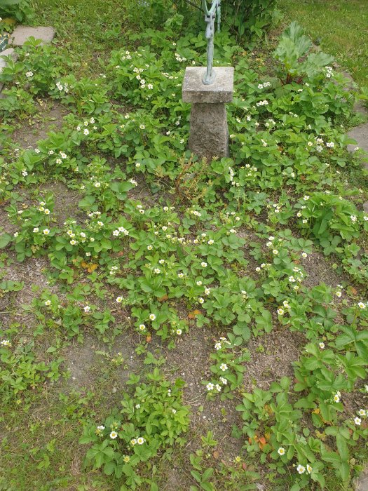 Trädgård full av blommande Morgonstjärna och gröna blad, med stenpelare och slingrande trädgårdsslang.