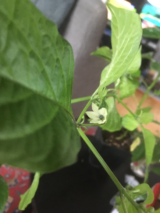 Dorset Naga-planta med en vit blomma i inomhusmiljö, redo för omplantering.