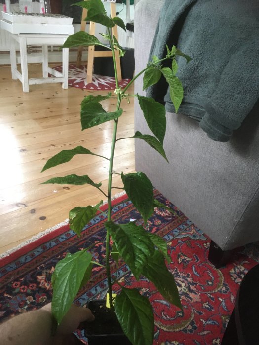 En Dorset Naga-chiliväxt som blommar i en kruka inomhus med ett trägolv och möbler i bakgrunden.