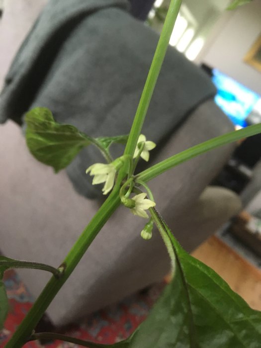 Dorset Naga-chiliväxt med vita blommor i inomhusmiljö, redo för omplantering.