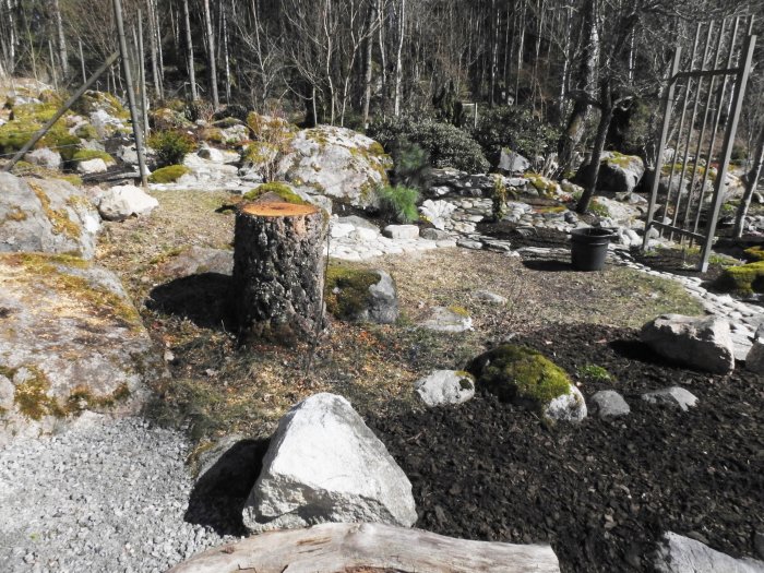 En nyligen avverkad björkstubbe i en trädgård under omvandling med kullersten, sand och staket.