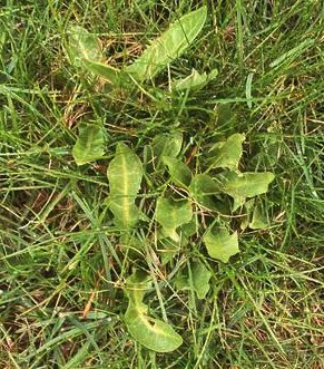 Dandelion (maskros) leaves sprouting in grass.