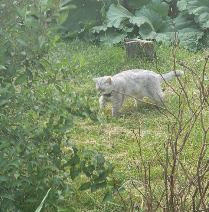 En katt med halsband ute i en trädgård med gräs och buskar.