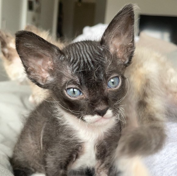 Ung sphynxkatt med strimmig päls och stora blå ögon tittar in i kameran.