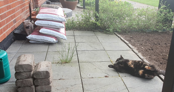 Två katter på en uteplats, en ligger på rygg och den andra sitter vid en vägg.