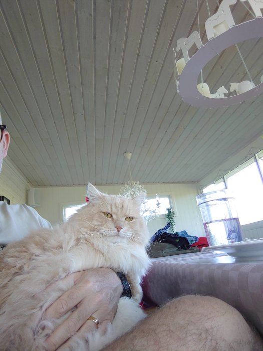 Katt som sitter i en människas knä vid ett köksbord, med ett flin och ser upp mot kameran.