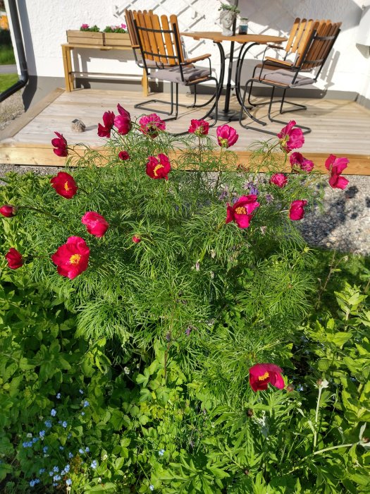 Blommande röda blommor och gröna rabarberblad i trädgården framför en träterrass med utemöbler.