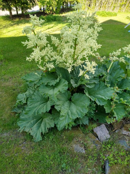 Lummig rabarberplanta med vita blomställningar i trädgård, inga röda blommor synliga.