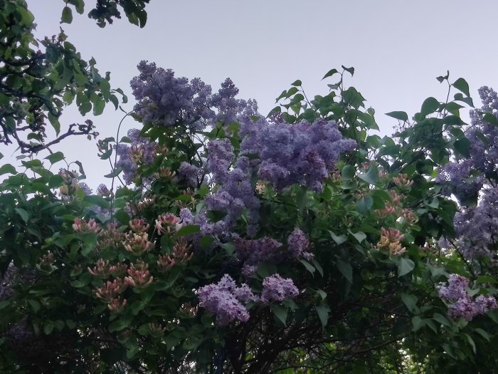 Syren och kaprifol planterade tätt tillsammans, blommar i olika nyanser av lila och rosa.